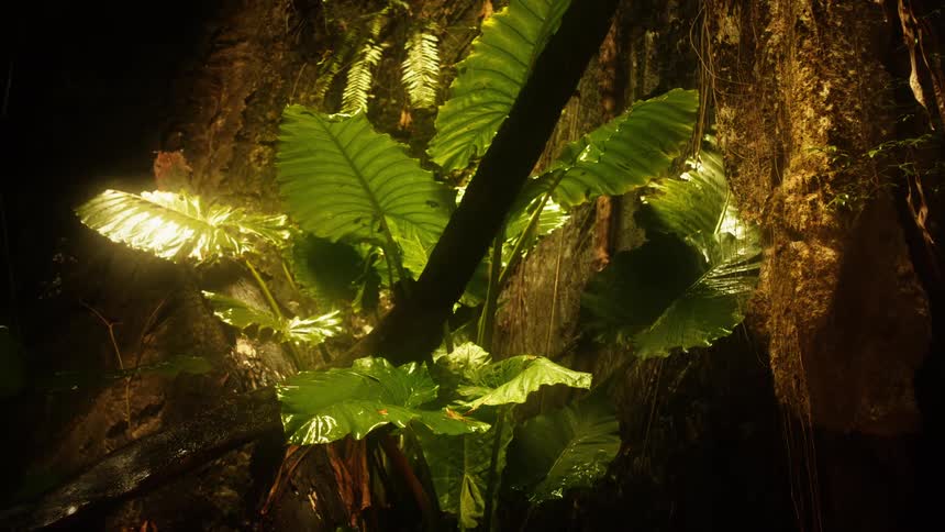 A close up of a plant its leaves vibrant