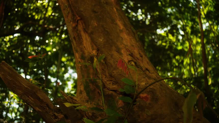 A large thick tree trunk and a treetop under rays of sunlight