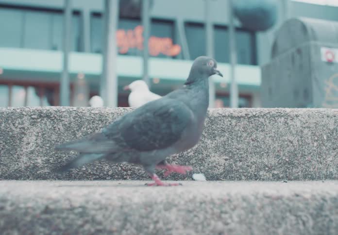 A dark gray pigeon walks on a concrete stair in an urban environment surrounded by other pigeons and seagulls with tall buildings lining the background