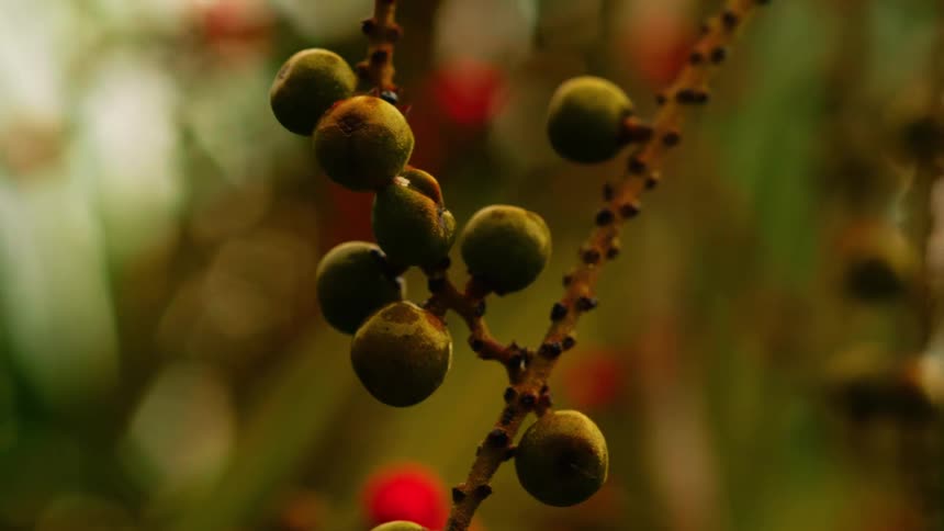 A closeup shot shows small round green berries clustered along a thin branch with a softly blurred background of green and red hues
