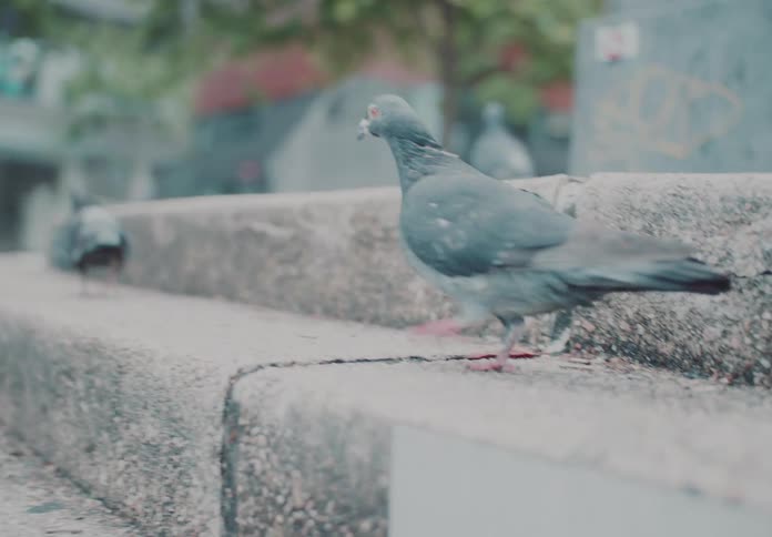Pigeons walking on steps in the middle of the city