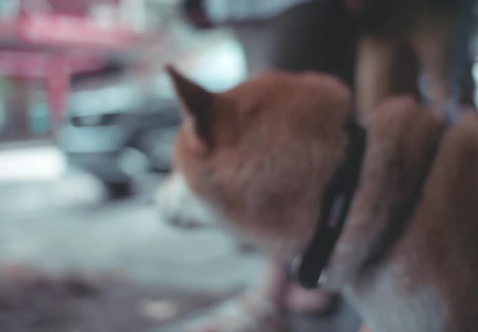A shiba inu dog on a leash walks along a city sidewalk with people and then looks up and shakes its head