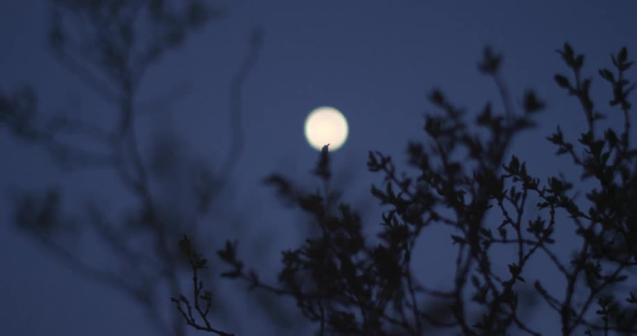 Full moon as seen in between tree limbs on a clear night