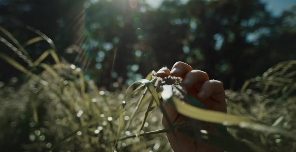 A person is touching a blade of grass