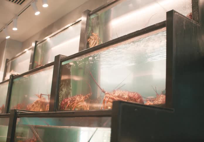 Stacked glass tanks contain live lobsters on display