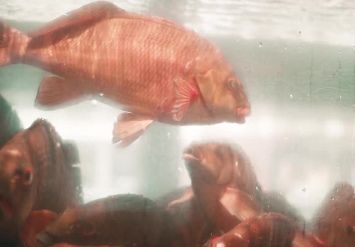 A large fish is in an aquarium with rocks