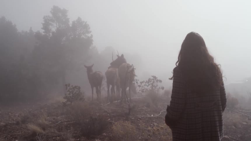 A woman is standing and looking at a group of deer