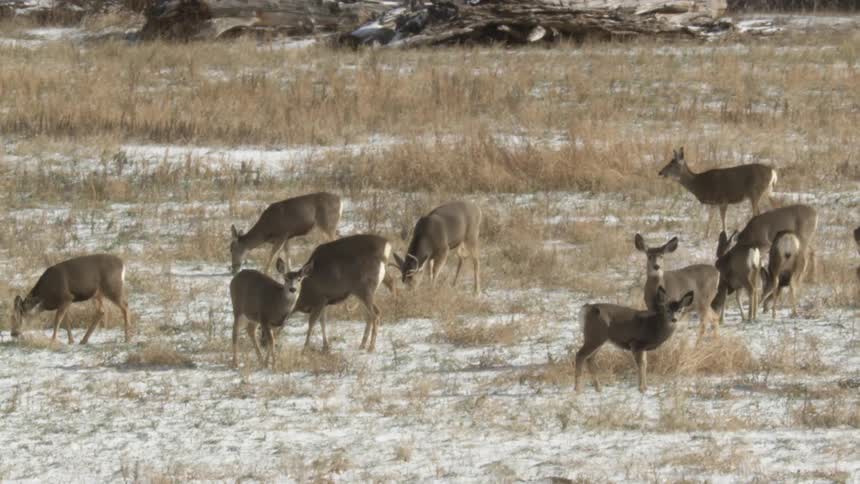 A herd of deer with brown coats graze in a field sparsely covered with snow and dry vegetation