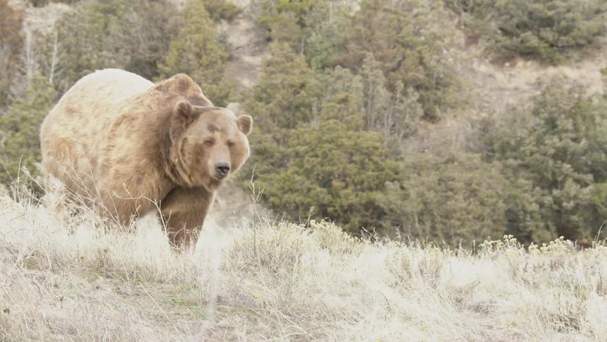 Brown bear walking in a grassy environment with mountains in the background