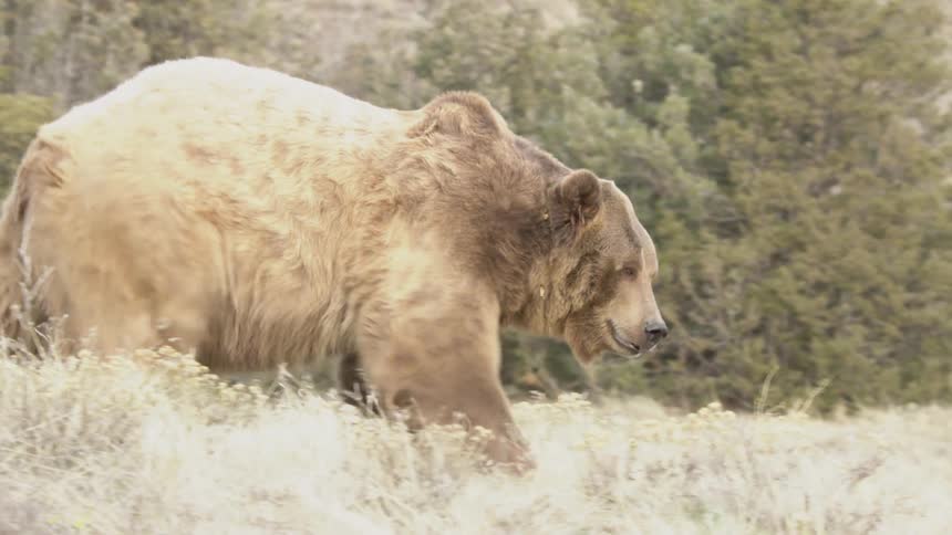A large brown grizzly bear walks through dry lightcolored vegetation in a natural outdoor setting