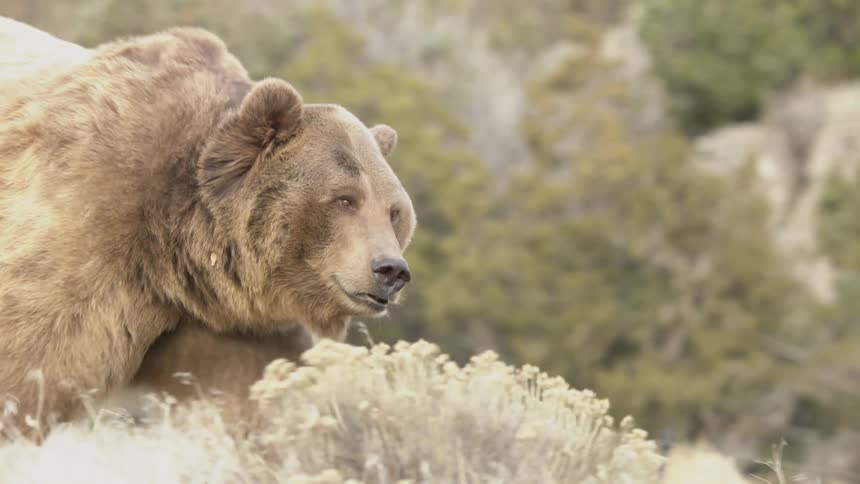 A bear with some ticks walking through dirt and vegetation