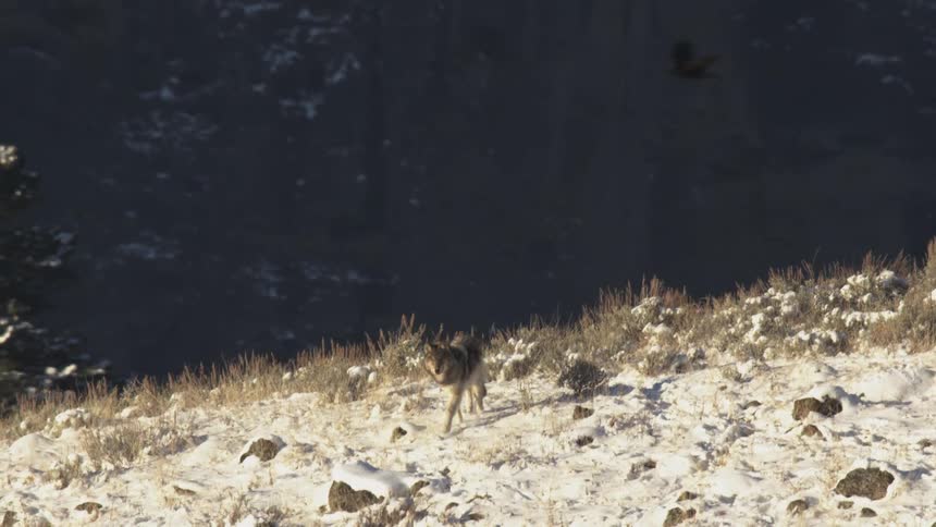 A wolf walking on a snowy hill and a crow flying overhead