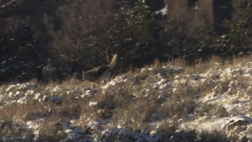 A lightcolored wolf runs across a snowdusted uneven slope with sparse vegetation and evergreen trees in the background