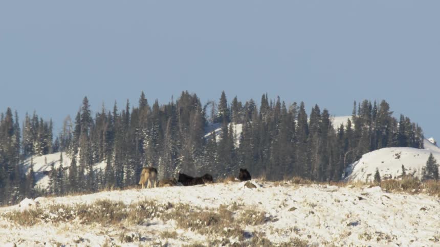 Several wolves some with light brown and others with dark fur are scattered across a snowdusted grassy hillside against a backdrop of evergreen trees and a clear blue sky