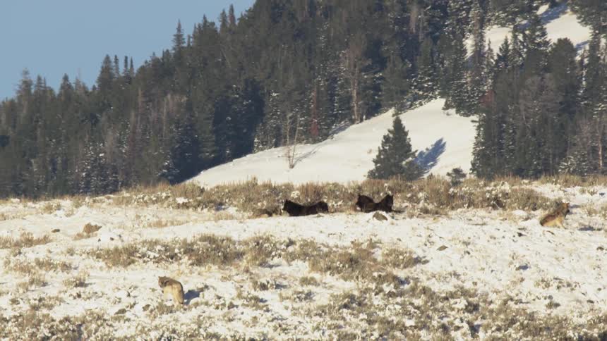 A wolf walking on a hill near a pack of wolves