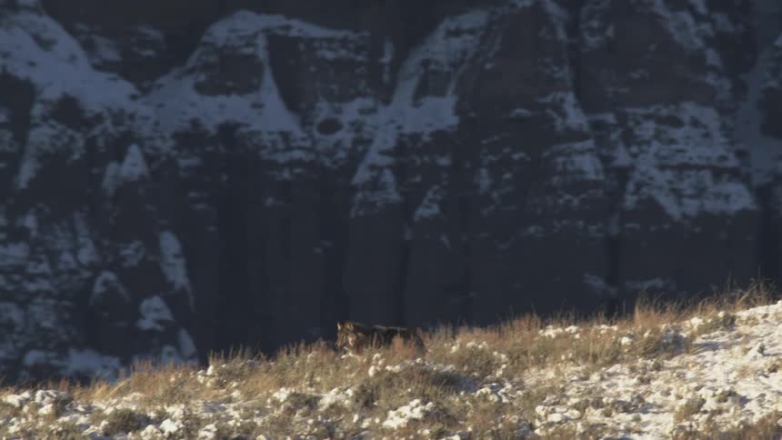 Two wolves with one of them walking on a snowy mountain