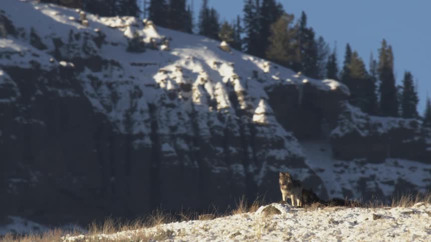 A lone wolf stands on a snowdusted ridge overlooking a steep snowcovered mountainside dotted with evergreen trees