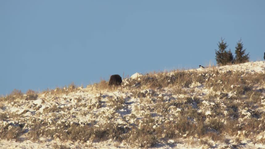 A bird flies over the wolves on the mountain