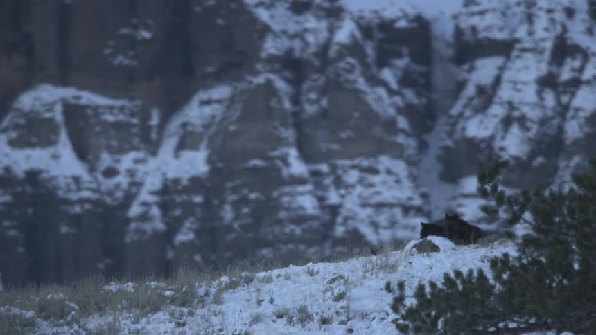 Two wolves are resting along the edge of a cliff in mountains blanketed by snow