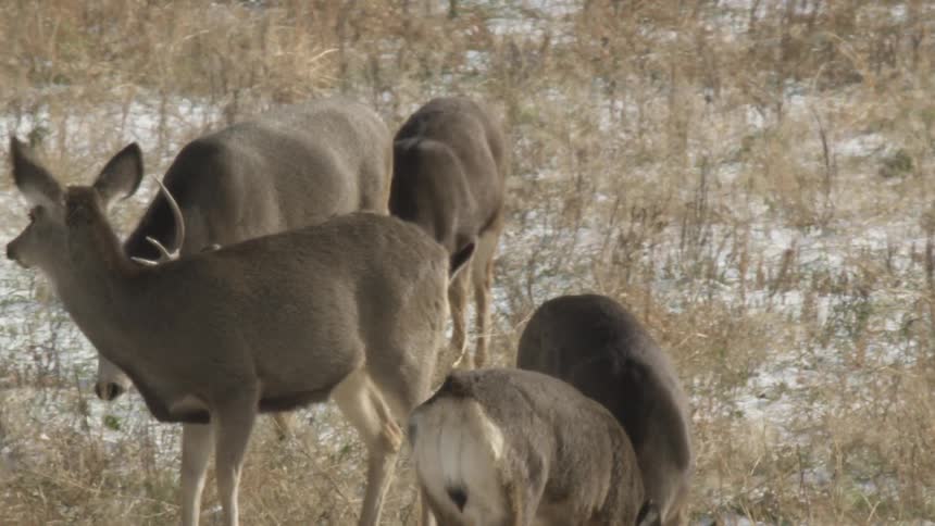 Group of deer feed in a dry field with traces of snow on the ground
