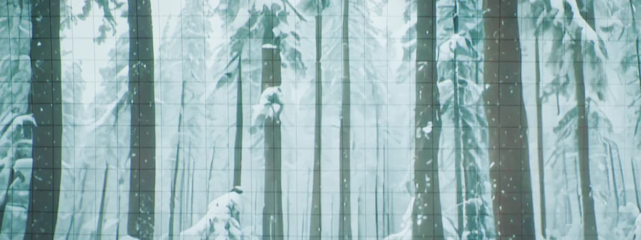 A winter forest