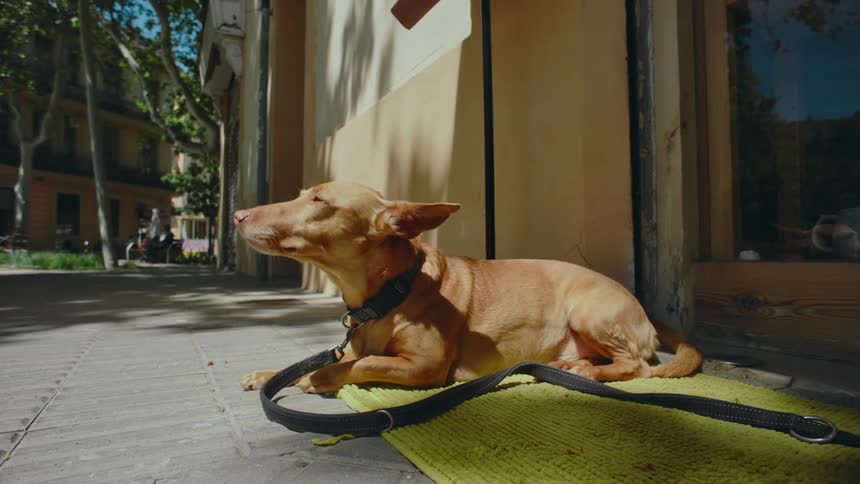 A light brown dog with a dark collar and leash relaxes outdoors soaking in the sun on the courtyard doorstep of a ground floor apartment in the city.