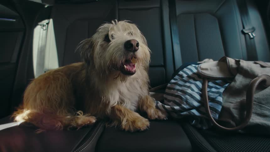 A small, shaggy, terrier dog calmly sits and pants with his mouth open as he sits in the backseat of a moving car