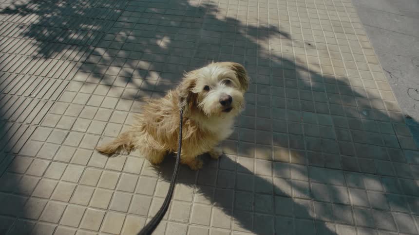 A shaggy dog being a good boy and obediently sitting on the sidewalk with a leash as he adorably looks up toward the person holding the leash off camera.