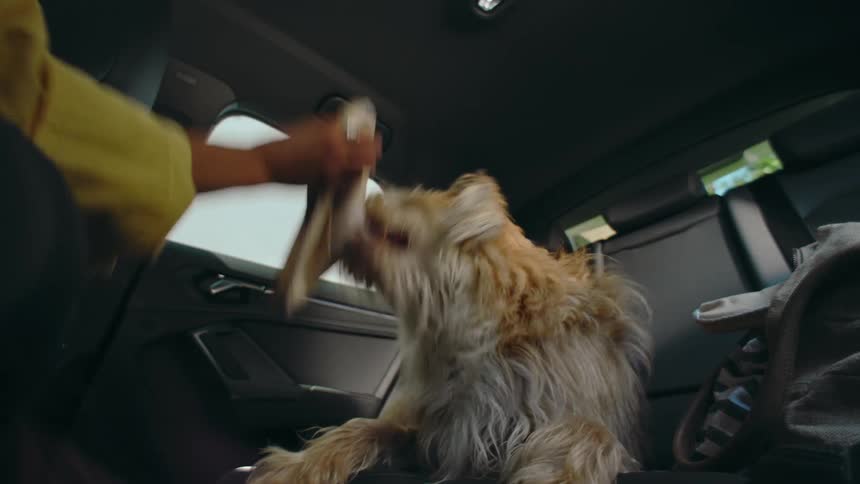 A shaggy dog in the backseat of a car is playfully chewing and tugging on a shoe as a person gently tugs back.