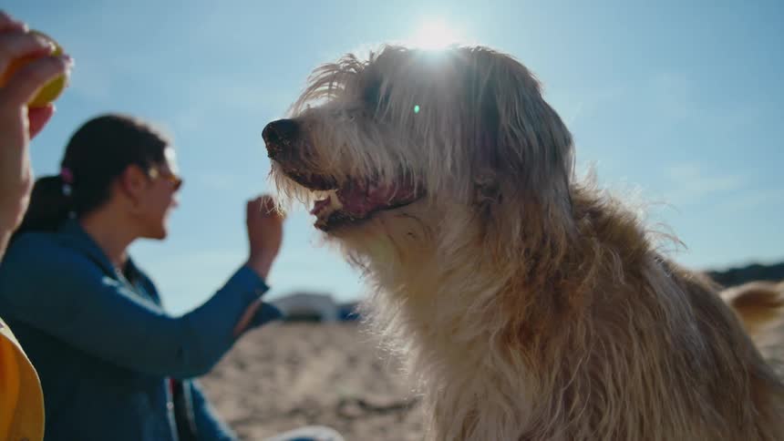 Two women sitting on the sand of a beach and using balls to play fetch with their dogs.