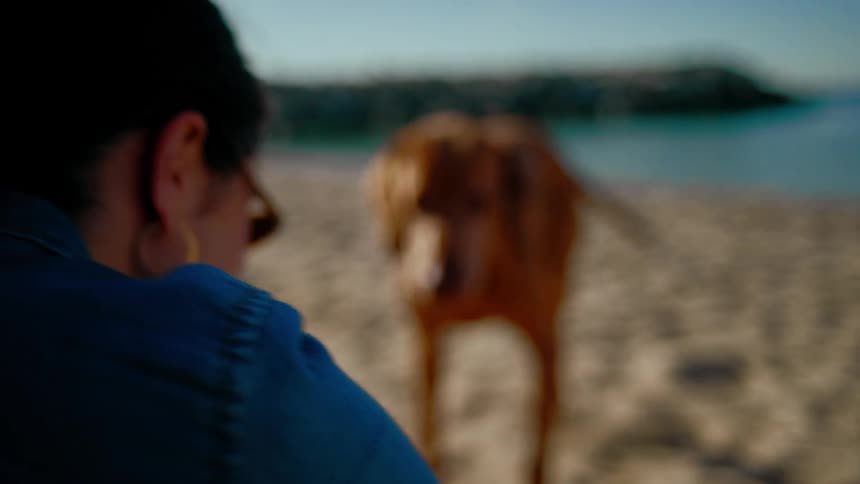 Two people sitting in the sand at a beach on a sunny day throwing a ball for an energetic brown dog to fetch near the water.