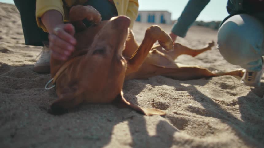 Two young smiling women playing and petting a dog lying on the beach sand on a sunny day.