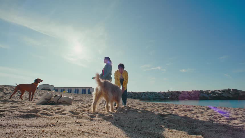 Slow motion of two women using a ball to play fetch in the sand on a beautiful beach with their dogs.