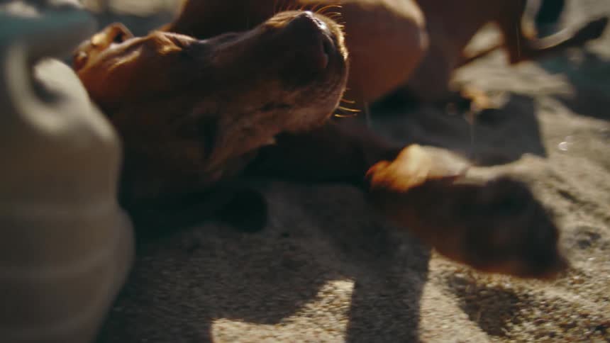 A person's hand pets a brown dog on a sandy beach while two other people stand in the background near the water