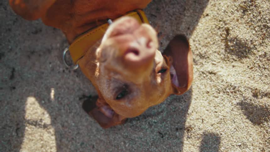 A dog is laying on its back in the sand at the beach and getting petted.