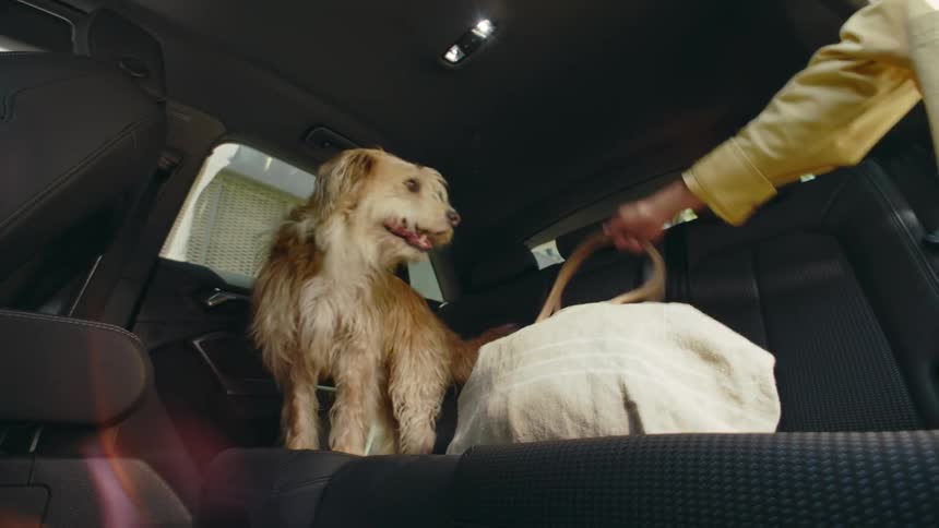 POV from the interior floorboard of a car as a small terrier dog jumps in to the backseat and a bag is placed next to him.