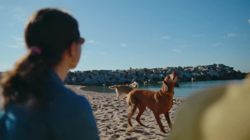 Two people sitting in the sand on a beach throwing a ball as they play fetch with their two excited dogs.