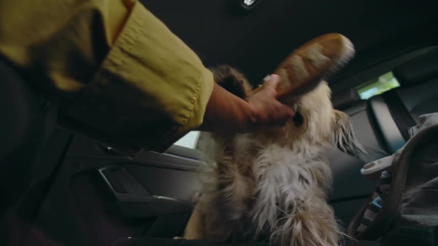 A shaggy terrier dog in the backseat of a car chews on a shoe as his owner playfully tries to pull it away.