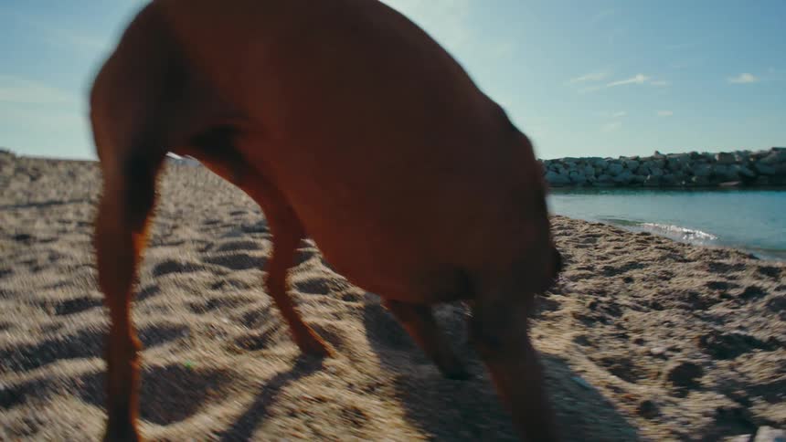 Two women play fetch with their dogs at a sandy beach on a bright sunny day.