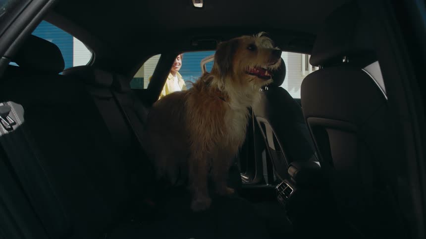 View from inside the car as a woman puts her dog and her bag in the backseat before getting into the driver's seat