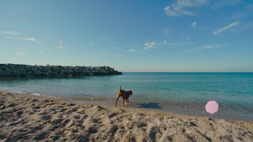Woman throws ball into ocean for dog to fetch while playing on a beach