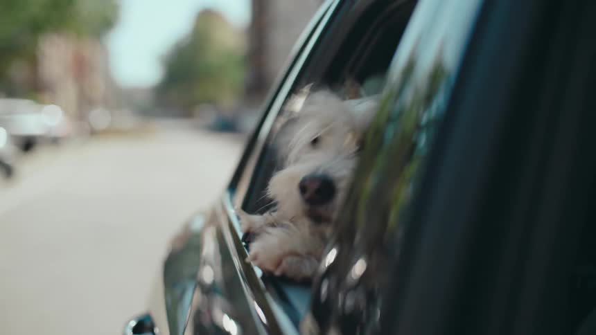 A small dog leans his head out of an open car window to feel the wind on his face while riding through a city street.