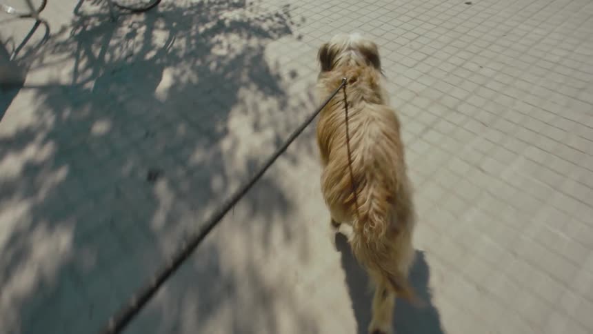 View from behind of a scruffy terrier dog on a leash running briskly along a paved sidewalk