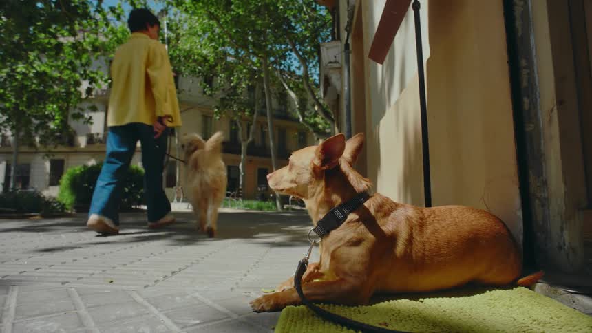 A dog lying on a rug in front of a house watching a woman walking another dog as she passes by in the courtyard
