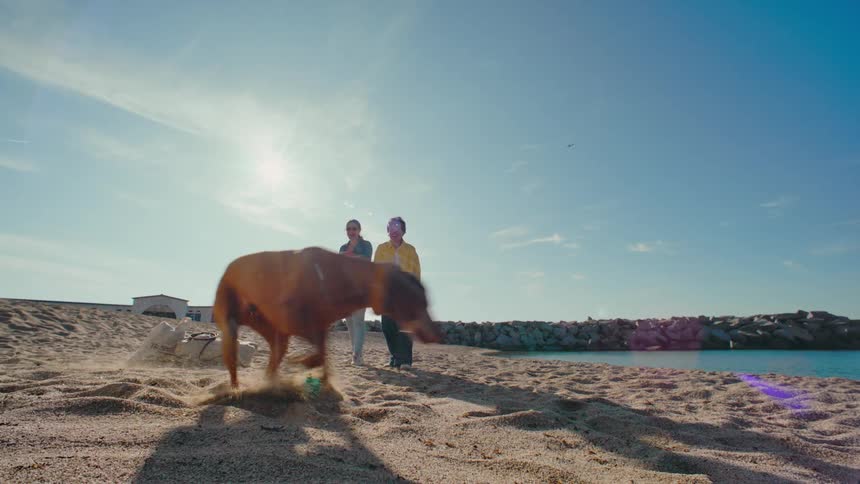Slow motion of women playing fetch with their dogs on the beach on a sunny day