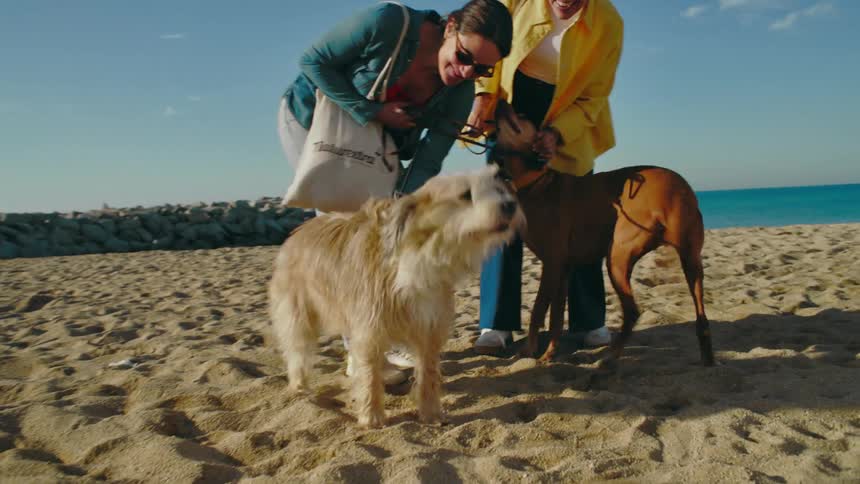 Two women meet by the beach with their dogs on a sunny day