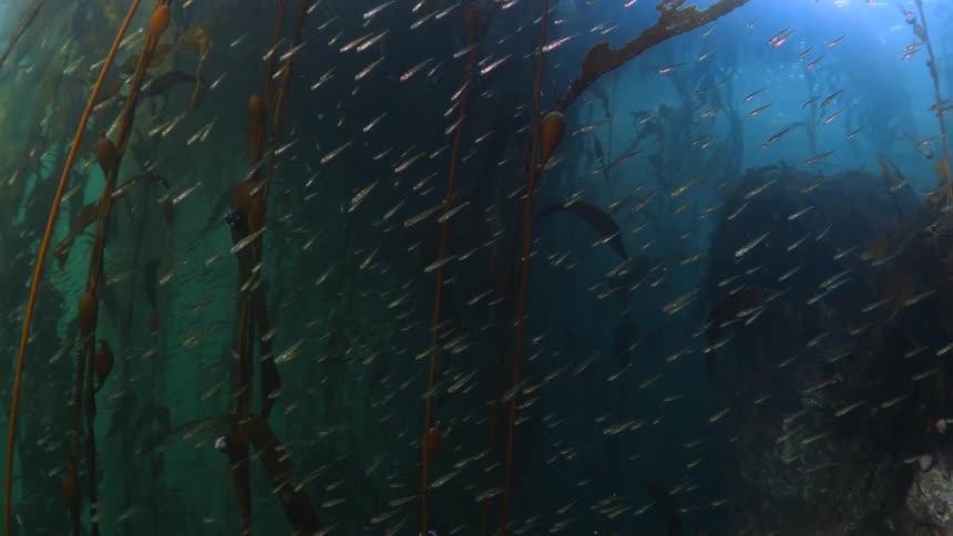 Large school of fish swims through the murky waters surrounding a kelp forest during the daytime