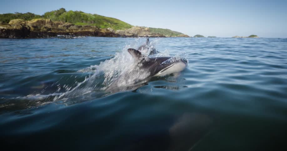 A group of dolphins swim along the ocean surface during the day