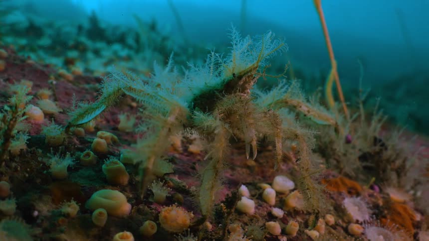 Sea animal walking among shells in the water