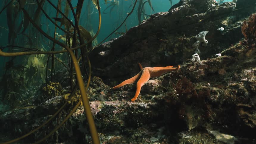 A bright orange starfish rests on underwater rocks surrounded by algae and aquatic plants